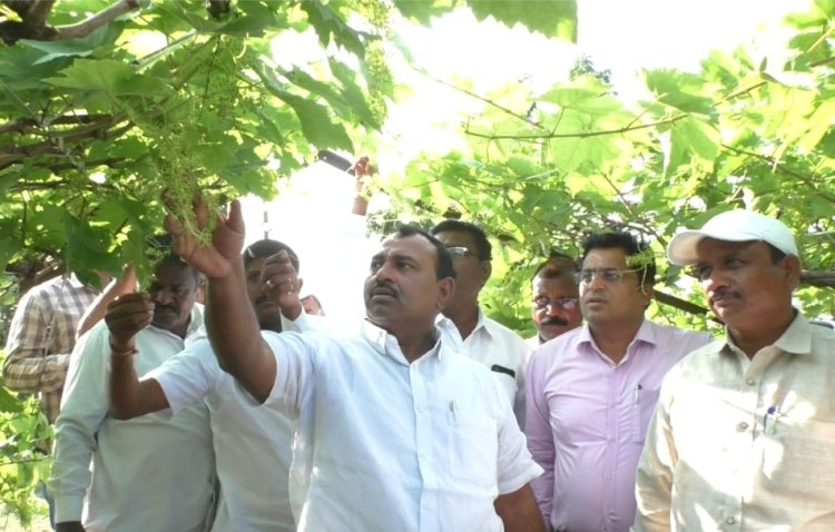 अवकाळी पावसाने नुकसानग्रस्त झालेल्या द्राक्ष बागेची आमदार समाधान आवताडे यांनी प्रशासनास सोबत घेत बांधावर जाऊन केली पाहणी