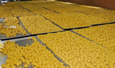 आषाढी यात्रा : 13 लक्ष 50 हजार बुंदी लाडू प्रसादाची निर्मिती - सह अध्यक्ष गहिनीनाथ महाराज औसेकर.