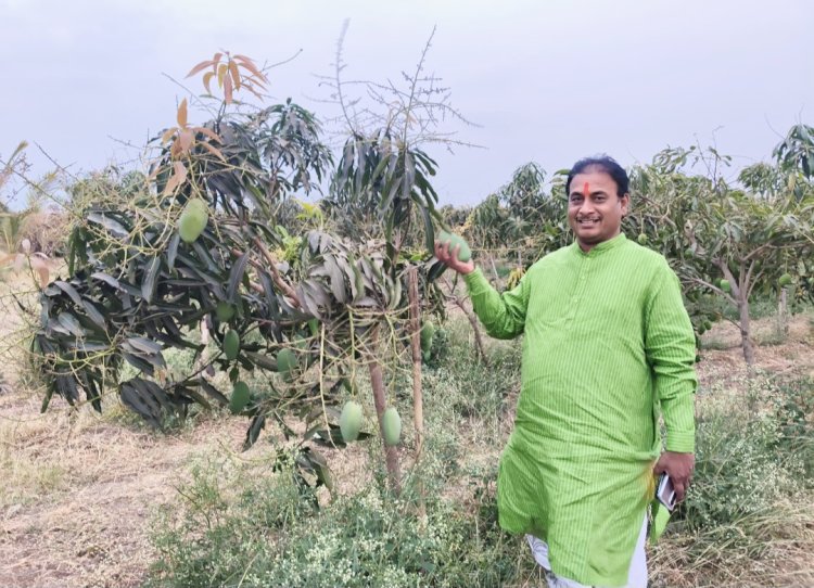 पहिल्याच वर्षी २० टन केशर आंब्याचे उत्पादन; मनसे नेते दिलीप धोत्रे यांच्या शेतात बहरली आंबराई !